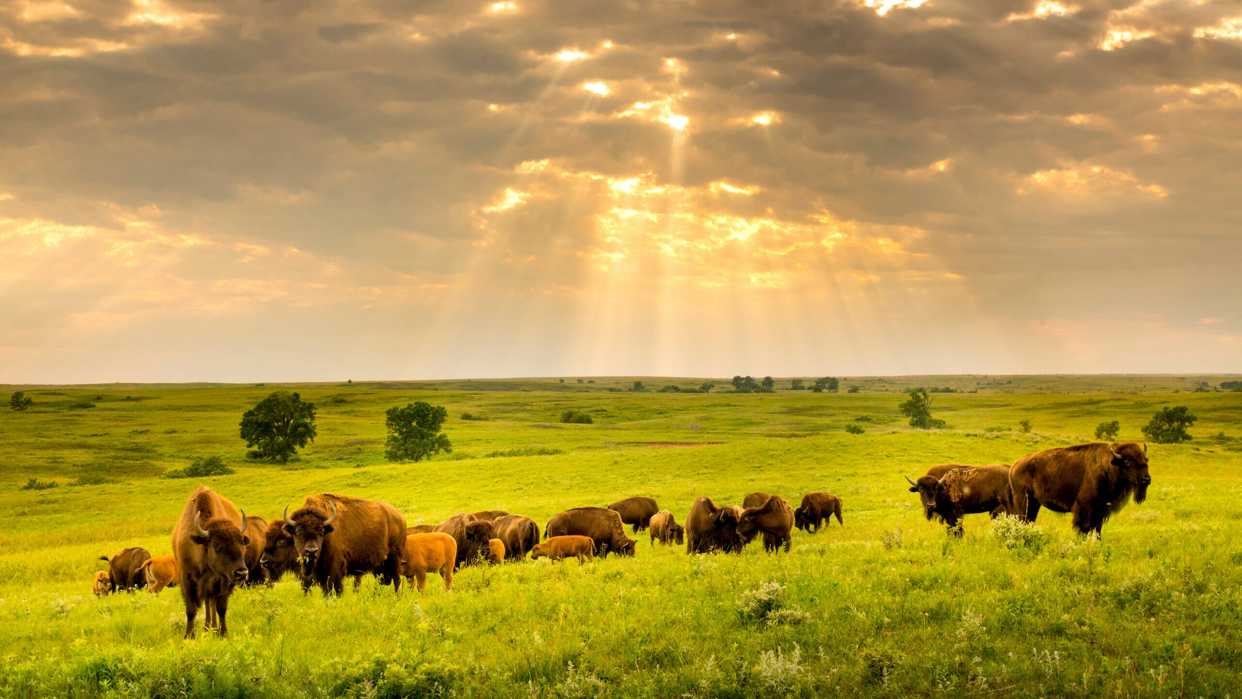Photograph of the american plains with a heard of buffaloes grazing during sunset
