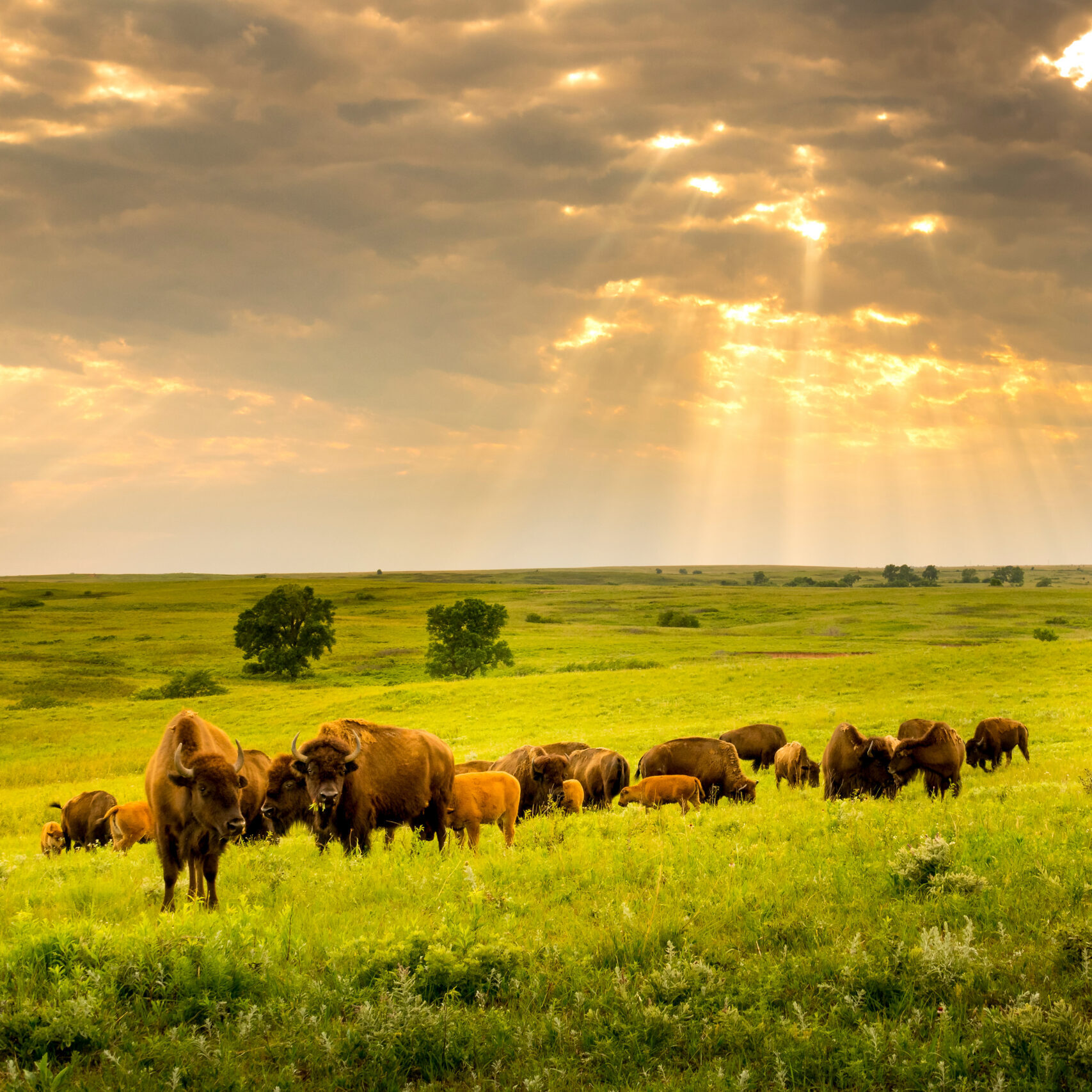 American Symphonies Concert